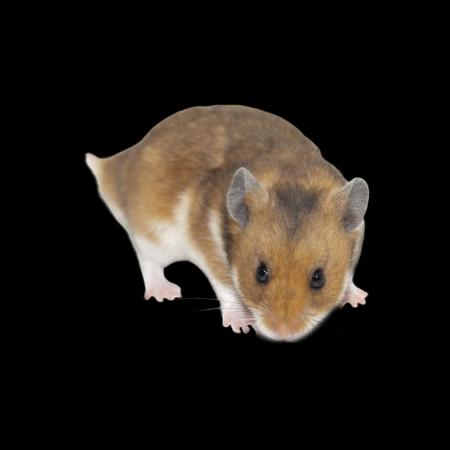 10 St. Hamster klein ca. 10g bis 25g