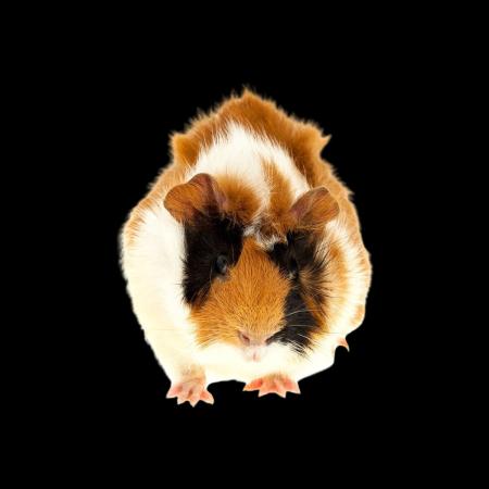 Stinte ca. 6 cm | 100g | lose - Frostfutter