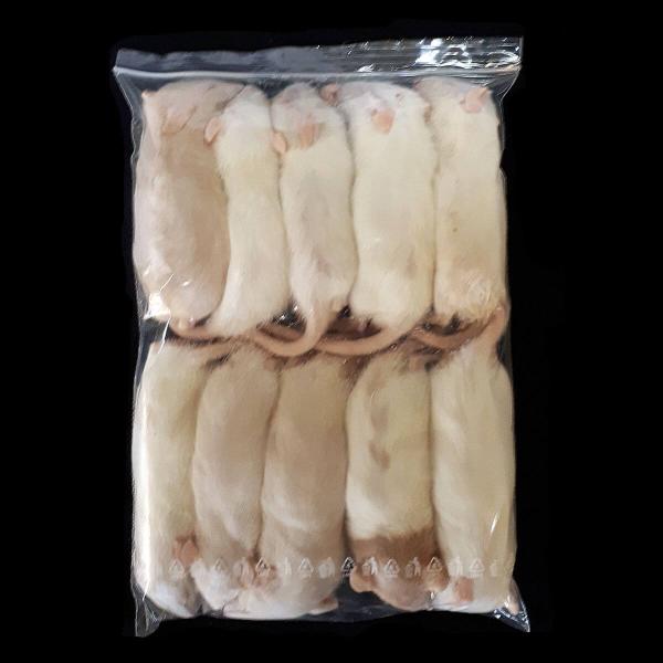 Futteratte ca. 50g bis 90g