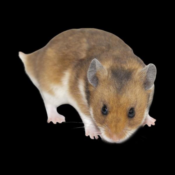 2 St. Hamster groß ca. 100g bis 200g