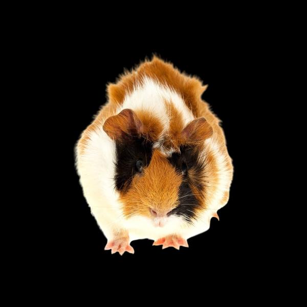 Stinte ca. 6 cm | 100g | lose - Frostfutter