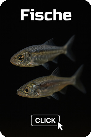 Frostfutter – natürliche Abwechslung für Schlangen und Reptilien